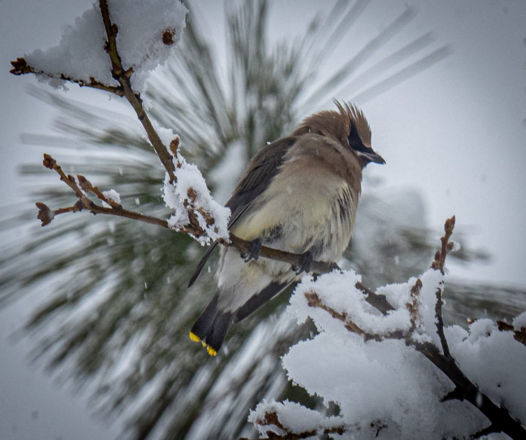 Waiting Out Winter - Randy Bryan